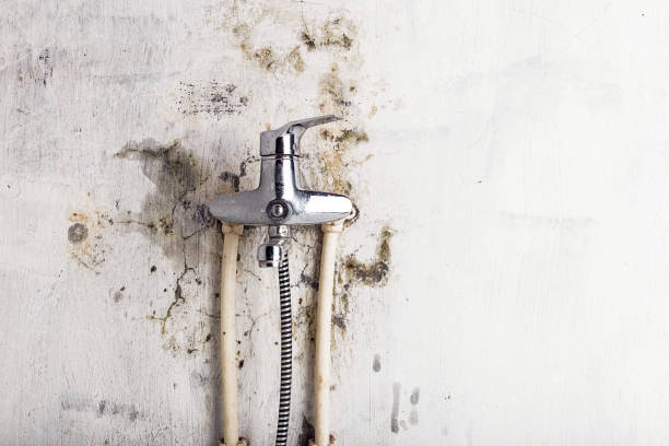  Barbourville, KY Mold Removal Pros
