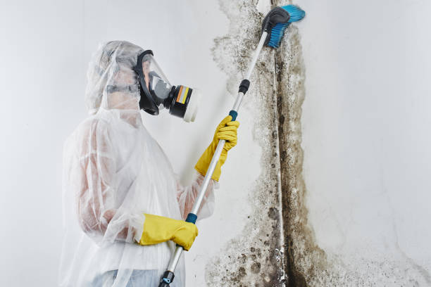 Best Best Mold Removal Companies  in Barbourville, KY