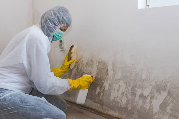 Best Mold Testing  in Barbourville, KY