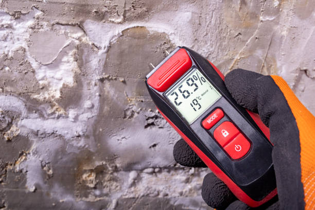 Best Same-Day Mold Removal  in Barbourville, KY