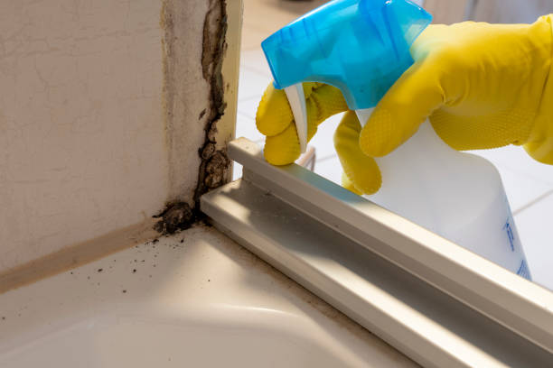 Best Mold Damage Repair  in Barbourville, KY