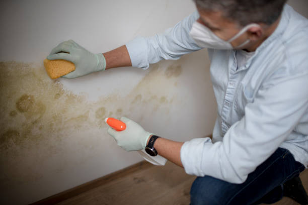 Best Certified Mold Removal  in Barbourville, KY