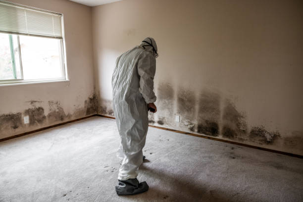 Mold Removal Process in Barbourville, KY