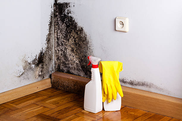 Best Mold Testing  in Barbourville, KY