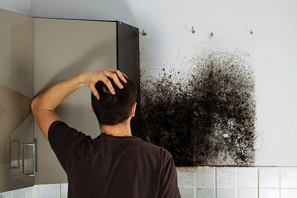 Best Mold Removal Process  in Barbourville, KY