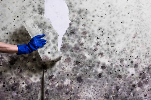 Best Mold Remediation Services  in Barbourville, KY