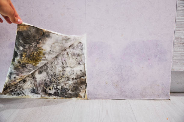 Best Mold Removal Near Me  in Barbourville, KY